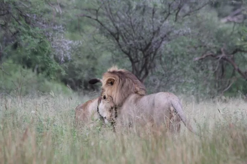 A lion and a lioness in Tarangire 