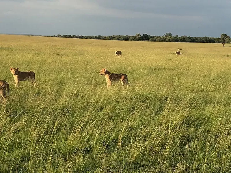 Origins of African Safari