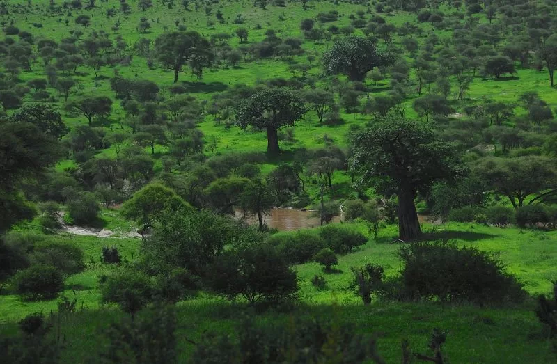Wilderness of Tarangire National Park