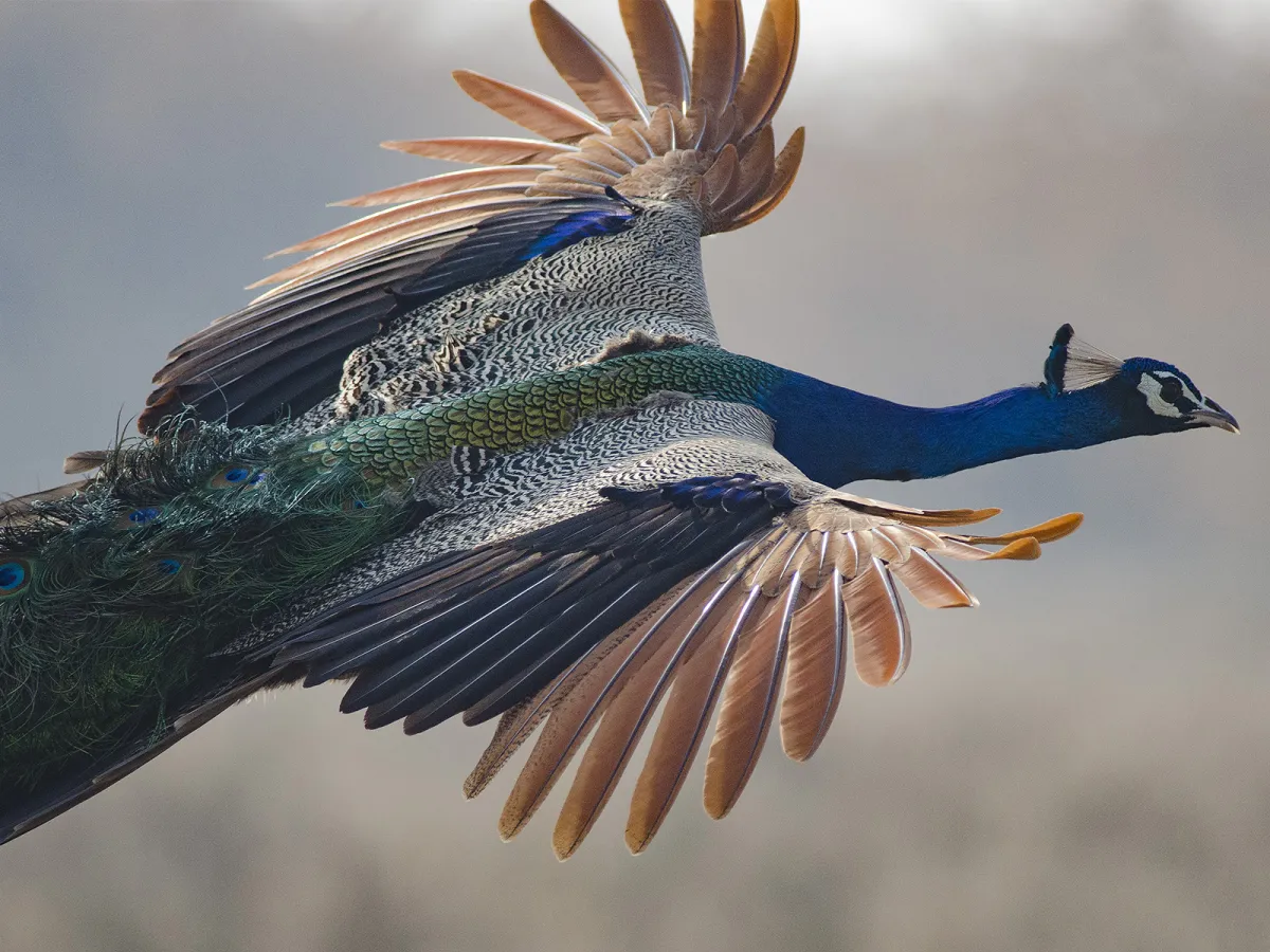 10 off beat birding places in India