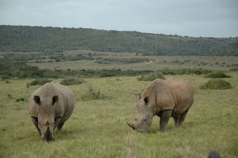 A pair of rare white rhinoceros at Garamba National Park 