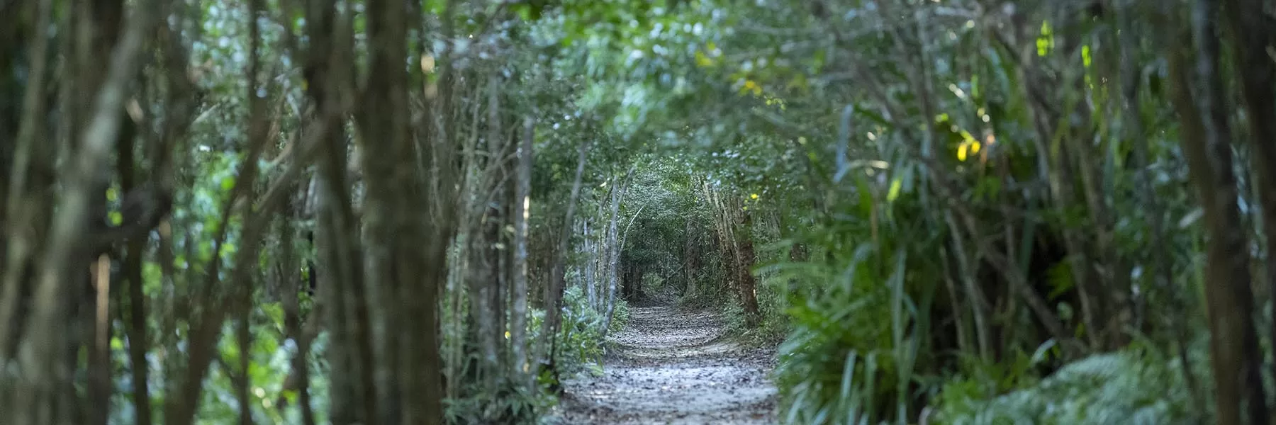 Andasibe Mantadia National Park