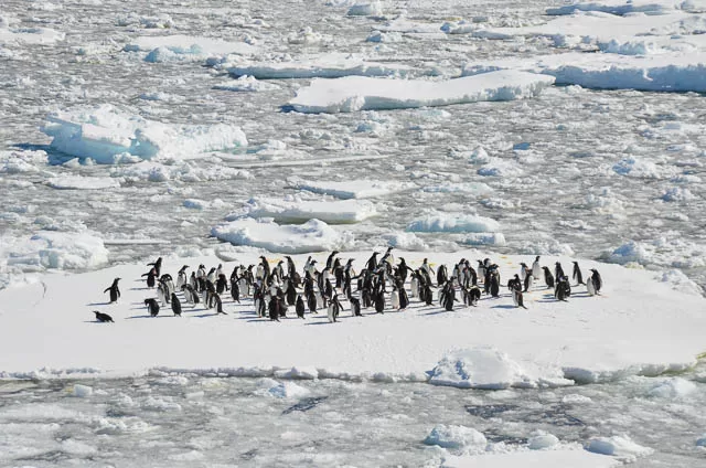 a group of penguins on ice in antarctica