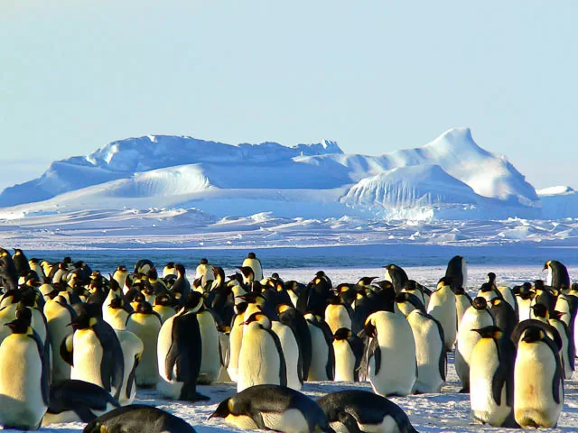 group of penguins near a snow capped hill in antarctica