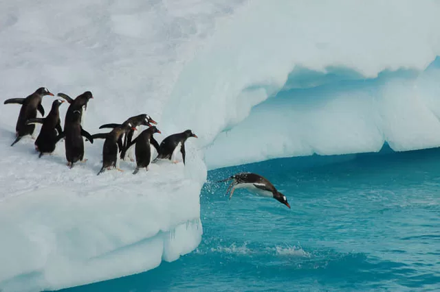 group of penguins taking a dive one after another