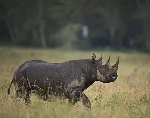 Lake Nakuru National Park tour