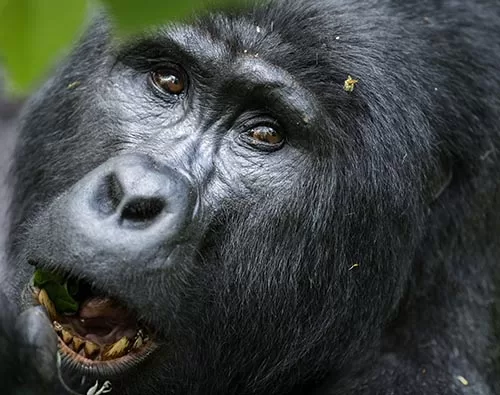 Bwindi mountain gorilla trek