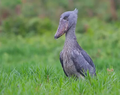 Kampala birding tours for shoebill