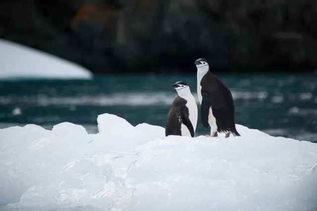 two penguins standing near a body of water in south georgia