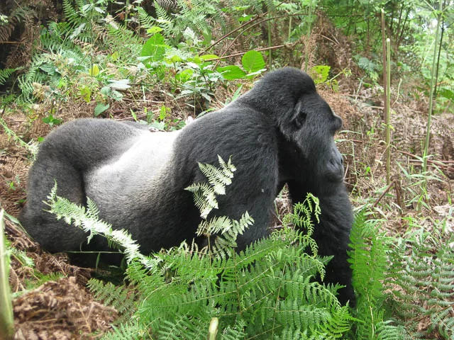 silverback gorilla strolling in bwindi impenetrable national park, uganda