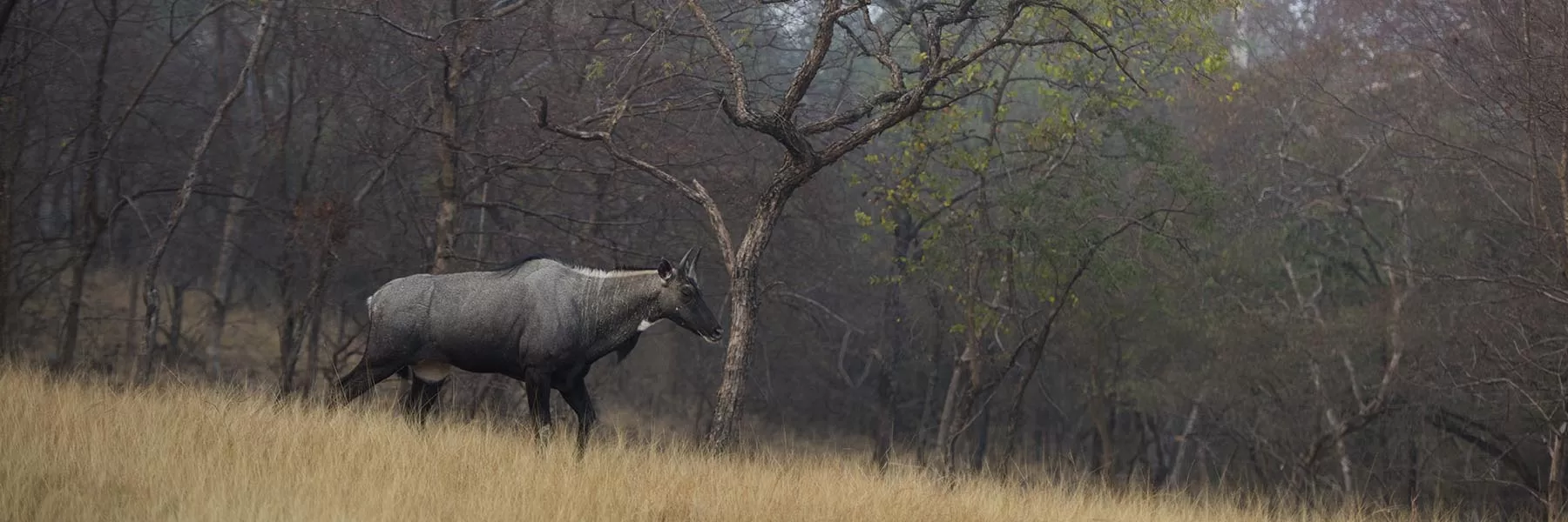 Panna National Park