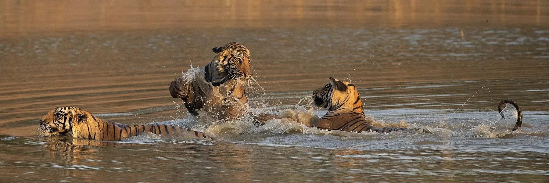 Bandhavgarh National Park