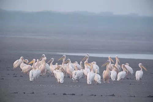 Jamnagar Birding tour