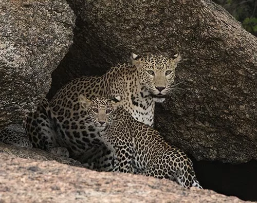 Bera and Jawai Leopards tour