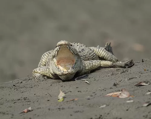 Sundarban National Park tour