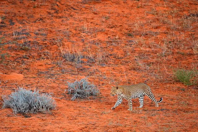 leopard strolling across red dunes in kalahari game reserve