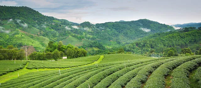 tea garden in darjeeling west bengal
