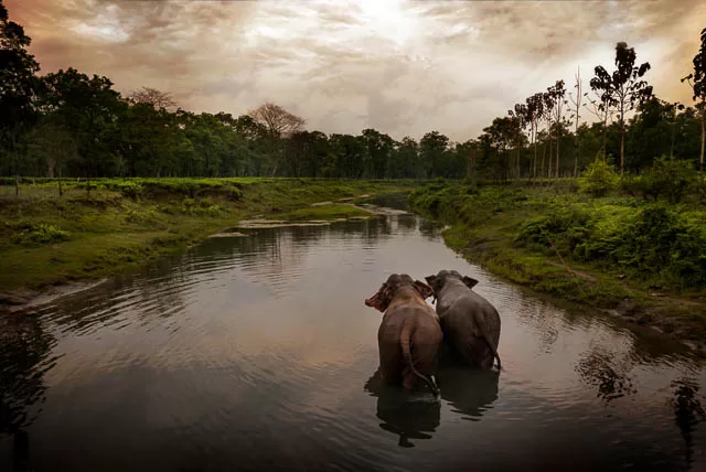 two elephants in a water body in manas national park, assam