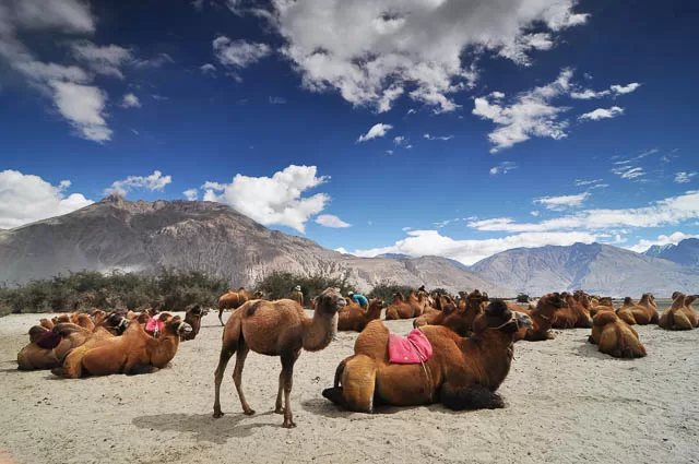 camels in the Nubra Valley, Ladakh