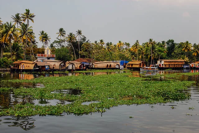 houseboats docked on kumarakom backwaters, kerala