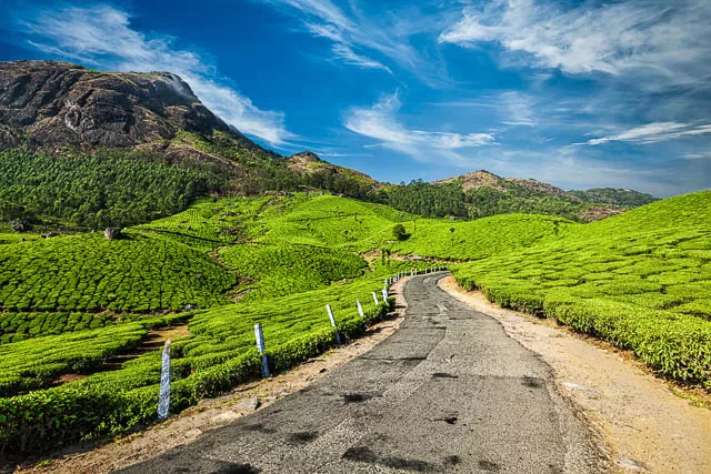 Scenic road in green tea plantations, Munnar, Kerala