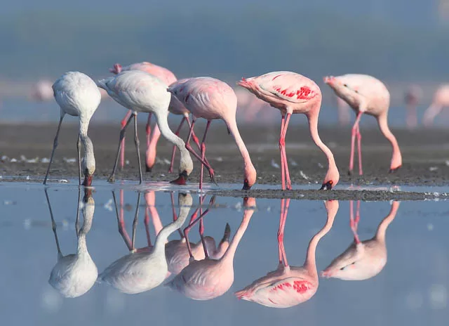 Group of Lesser flamingos at Little Rann of Kutch, Gujarat
