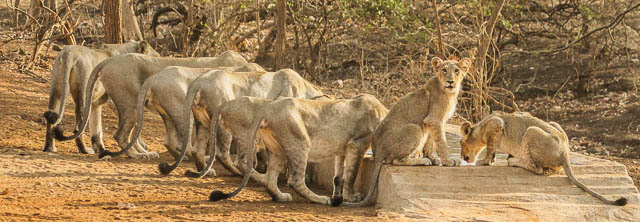 a pride of lions quenching thirst in gir national park, gujarat