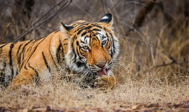 bengal tiger licking its paw in ranthambore national park