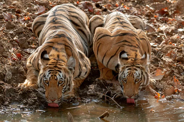 two young tigers drinking water in tadoba andhari tiger reserve