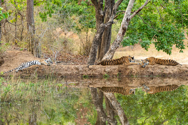 tigers resting near a water body in bandhavgarh national park, madhya pradesh