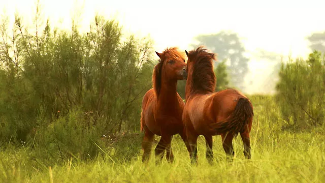feral horses in dibru saikhowa national park, assam