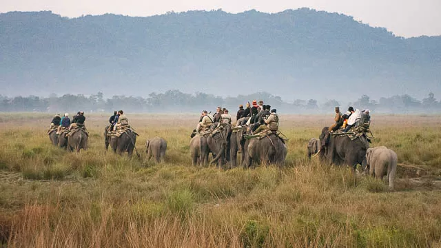 tourists enjoying kaziranga national park on elephants back