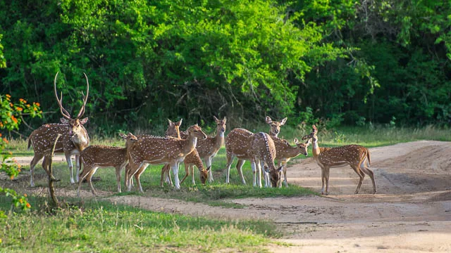 herd of ceylon deer while safari in yala national park, yala, sri lanka