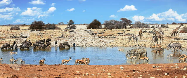 various animals quenching thirst in a waterhole at okaukeujo in etosha national park