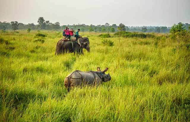 tourists watching and photographing a rhino from the back of an elephant in chitwan national park, nepal
