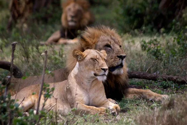 lion couple in akagera national park, east rwanda
