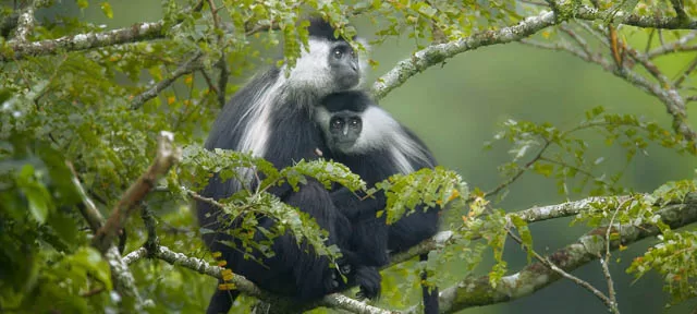 black and white colobus monkeys in the forest of nyungwe national park, rwanda
