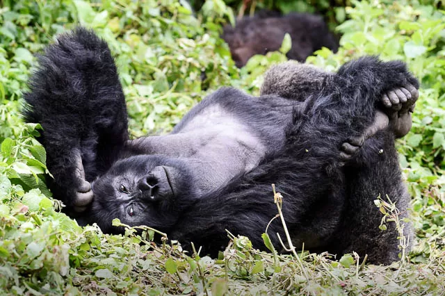gorilla in volcanoes national park, rwanda