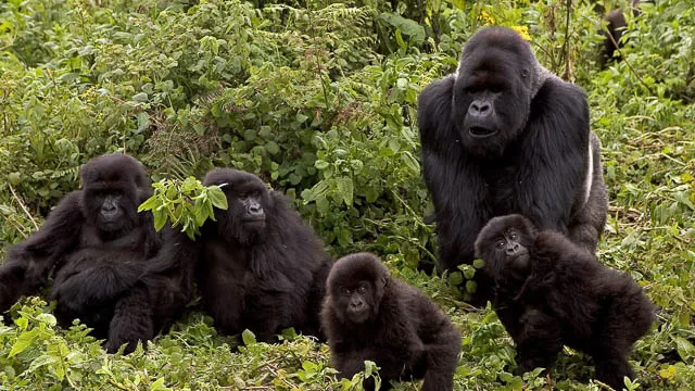 gorilla family in volcanoes national park, rwanda