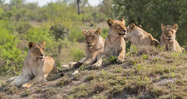 lions resting on anthill in sabi sands game reserve, south africa