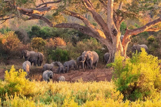 elephants in kruger national park, south africa