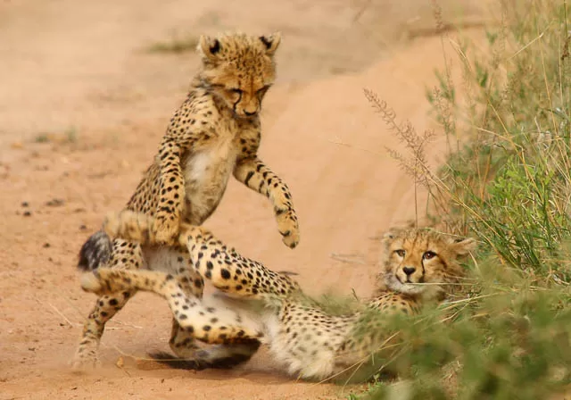 leopard cubs playing in sabi sands game reserve, south africa