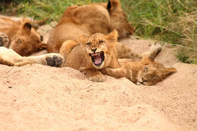 lions in sabi sands game reserve, south africa
