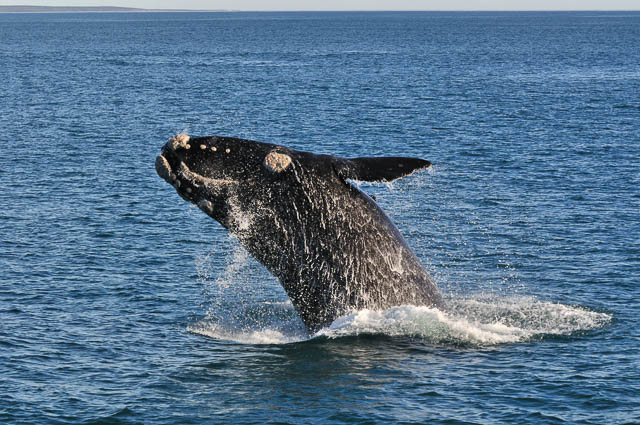 a southern right whale breaching in walker bay, hermanus, south africa