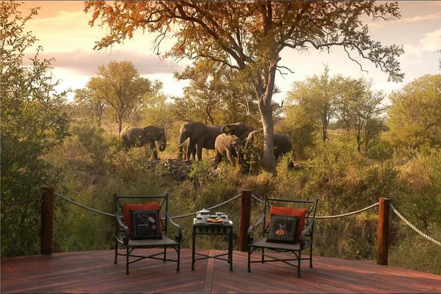 view of an elephant herd from a resort inside kruger national park, south africa