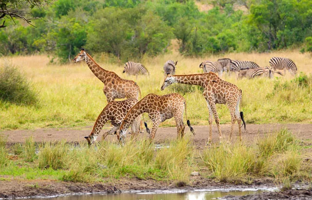 group of giraffe drinking water in kruger national park, south africa