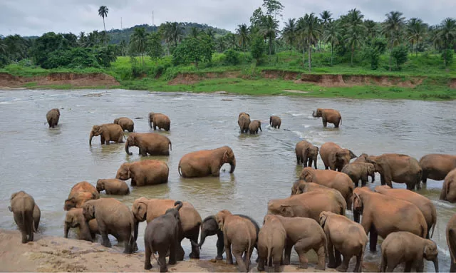 group of elephants bathing in river nearby pinnawala elephant orphanage, sri lanka