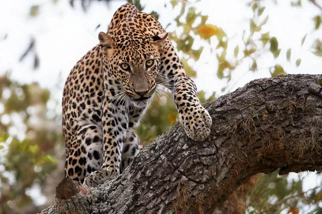 male leopard on a tree staring directly at camera in yala national park, sri lanka