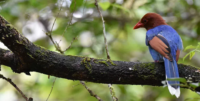 endemic bird in sinharaja forest reserve, sri lanka