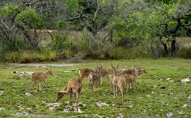 group of spotted deer at wilpattu national park, sri lanka